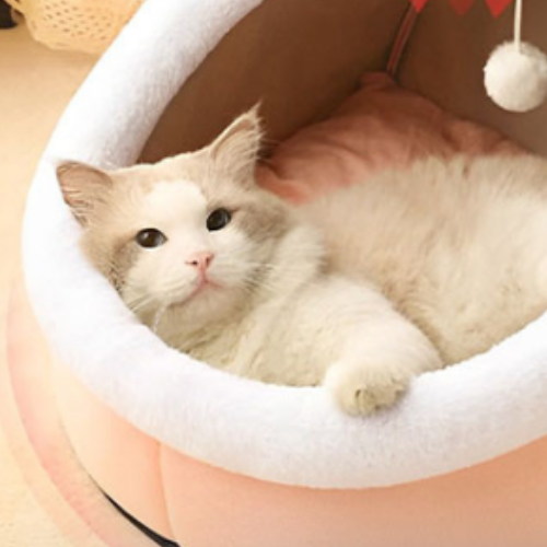 Canane-pour-chat-Lapin-Rose-chat-beige