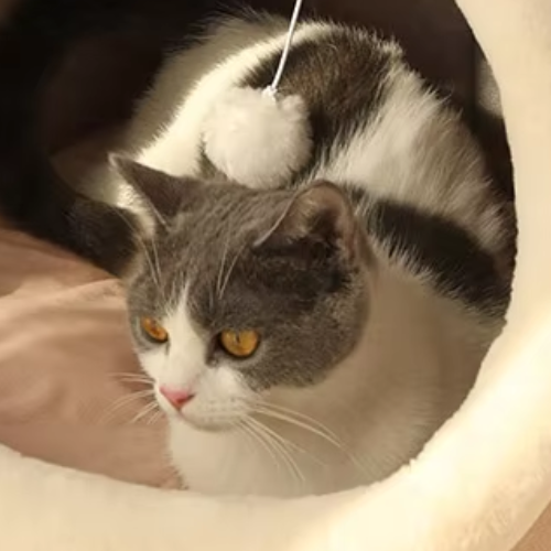 Canane-pour-chat-Lapin-Rose-chat-zoom-sur-blanc-gris
