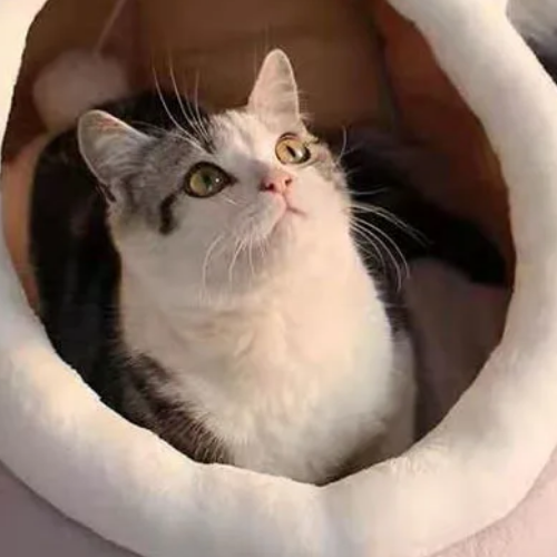 Canane-pour-chat-Lapin-Rose-vue-de-haut