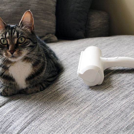 brosse-anti-poil-avec-chat-brun