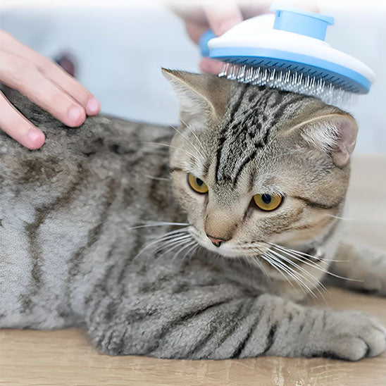 brosse-chat-autonettoyante-avec-chat-tigre
