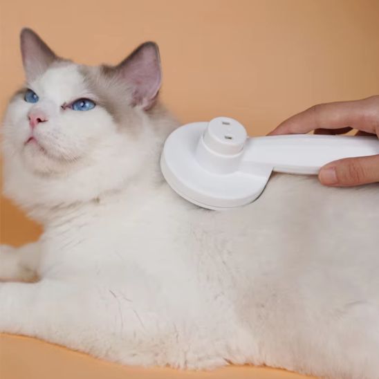 brosse-pour-chat-_avec-chat-beige