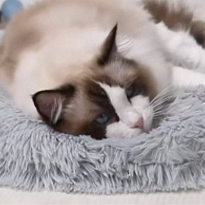 coussin pour chat | RondRonne