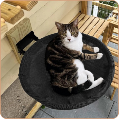 hamac-pour-chat-Mural-avec-chat-tigre-et-blanche