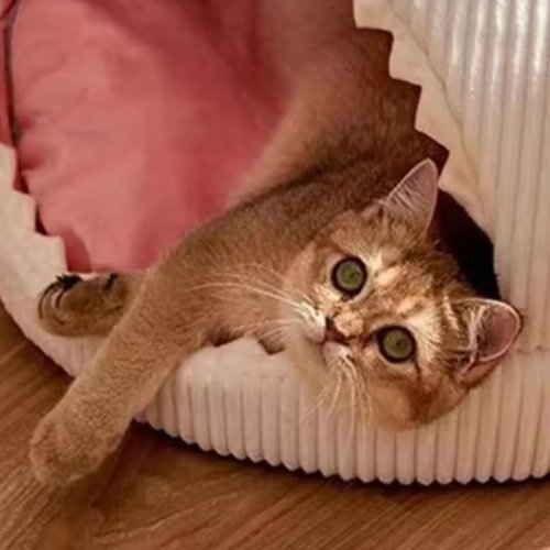 niche-pour-chat-BigShark-chat-zoomé-gauche