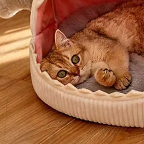 niche-pour-chat-BigShark-chat-zoomé-ron-ron-zoomé-gauche