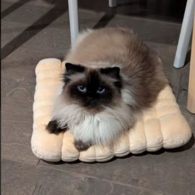 coussin pour chat | Biscuit