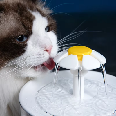 fontaine-a-eau-chat-avec-chat-qui-boit-zoome-gauche